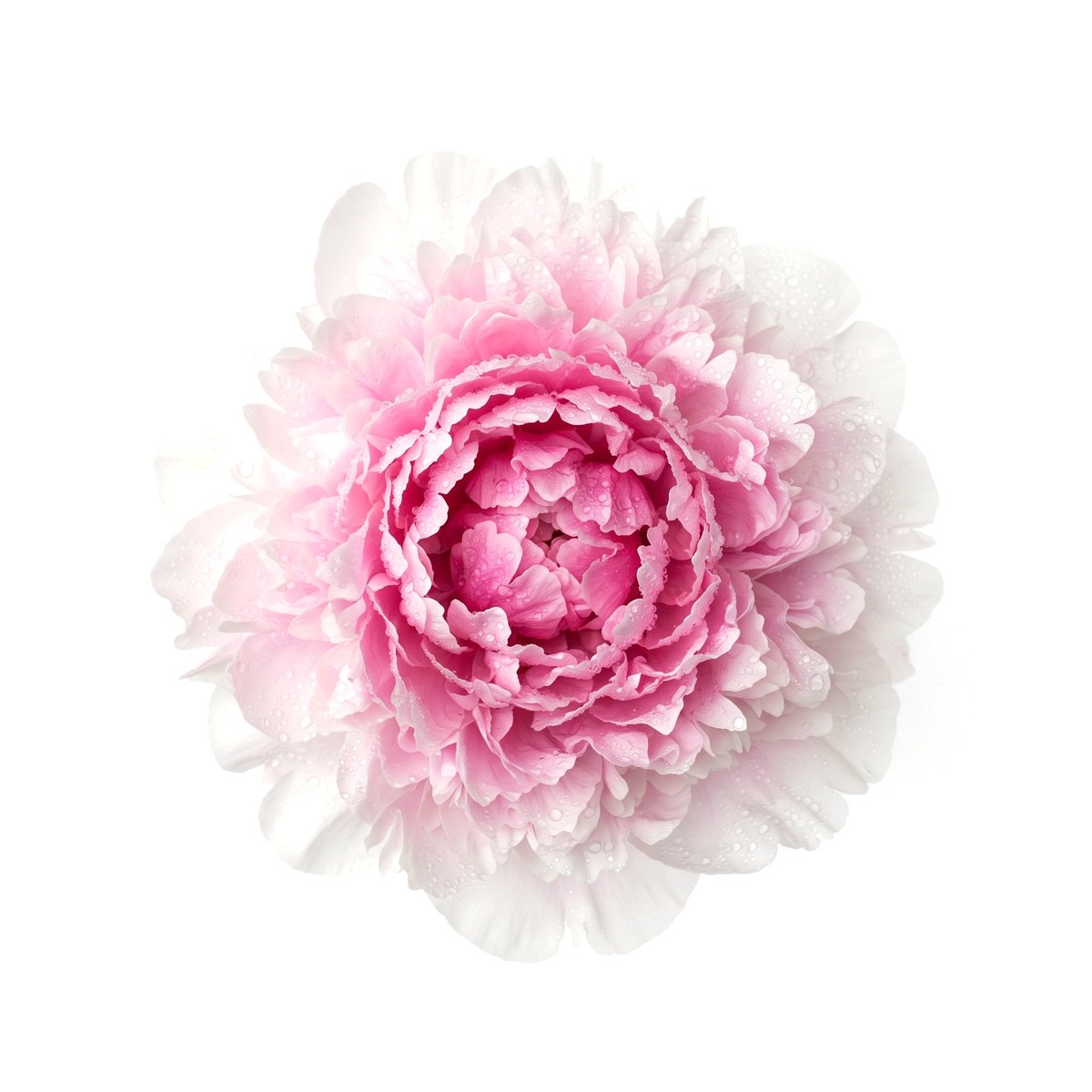 Voll geöffnete rosa Pfingstrose von oben
